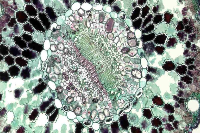 The Next Frontier of Imaging: Fluorescence Is More